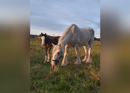 Shire Horse, Jument, 16 Ans, 167 cm, Gris