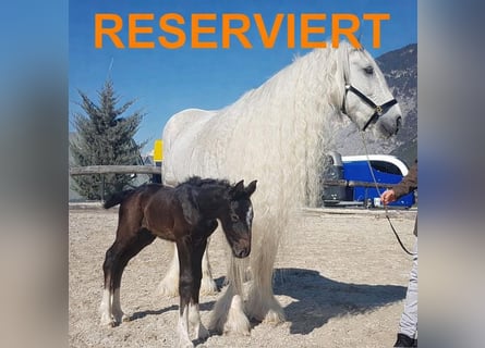 Shire Horse, Jument, 17 Ans, 173 cm, Gris