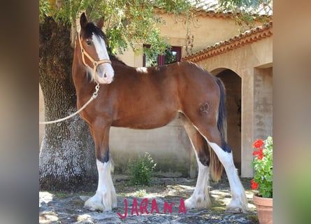 Shire Horse, Jument, 1 Année, 155 cm, Alezan brûlé