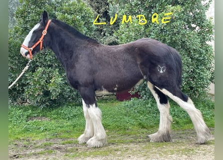 Shire Horse, Jument, 1 Année