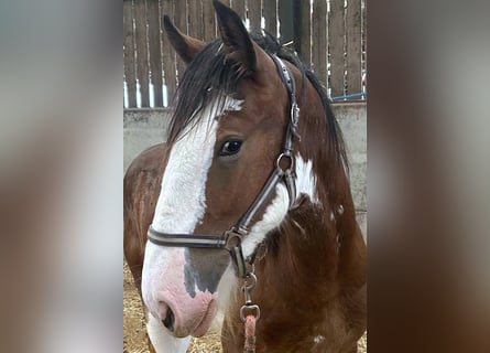 Shire Horse, Jument, 1 Année