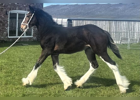 Shire Horse, Jument, 1 Année