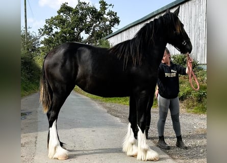 Shire Horse, Jument, 1 Année