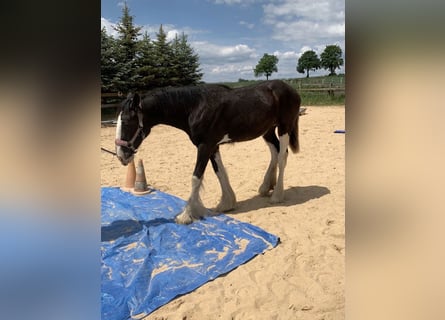 Shire Horse, Jument, 2 Ans, 165 cm, Noir
