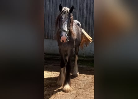 Shire Horse, Jument, 3 Ans, 170 cm, Peut devenir gris