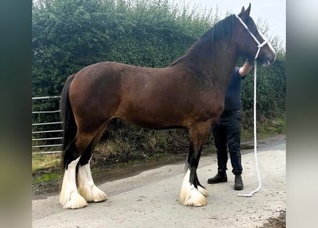 Shire Horse, Jument, 3 Ans