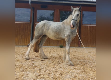 Shire Horse, Jument, 4 Ans, 170 cm, Gris