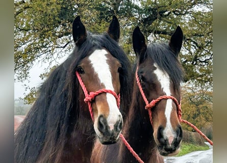 Shire Horse, Jument, 4 Ans