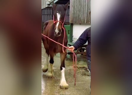 Shire Horse, Jument, 4 Ans
