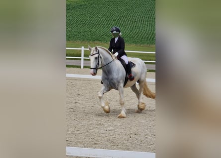 Shire Horse, Jument, 5 Ans, 172 cm, Gris