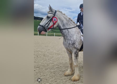 Shire Horse, Jument, 5 Ans, 175 cm, Gris pommelé