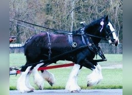 Shire Horse, Jument, 6 Ans