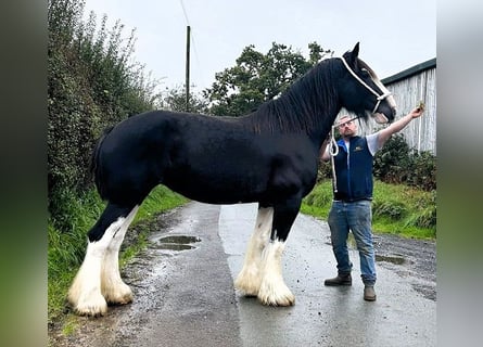 Shire Horse, Jument, 6 Ans