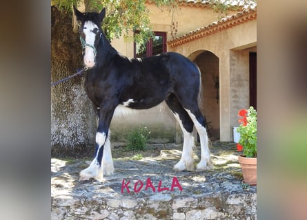 Shire Horse, Jument, Poulain (03/2024), 140 cm, Noir