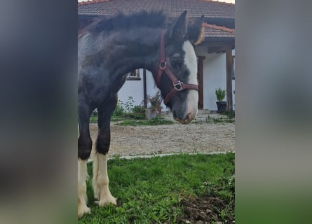 Shire Horse, Jument, Poulain (08/2023), 180 cm, Peut devenir gris