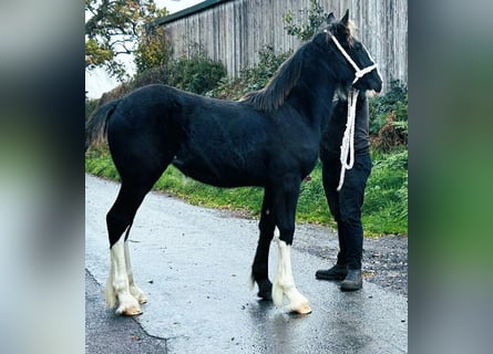 Shire Horse, Jument, Poulain (04/2025)