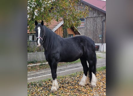 Shire Horse, Mare, 10 years, 17,1 hh, Black