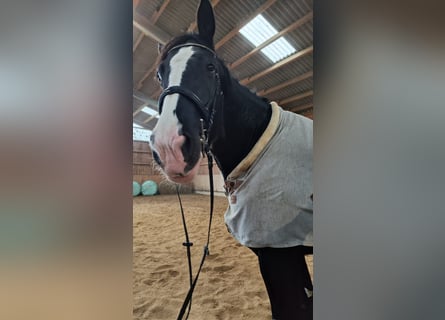 Shire Horse, Mare, 10 years, 18,2 hh, Black