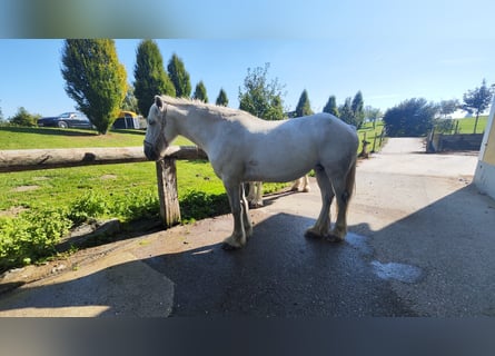 Shire Horse, Mare, 11 years, 17,2 hh, Grey