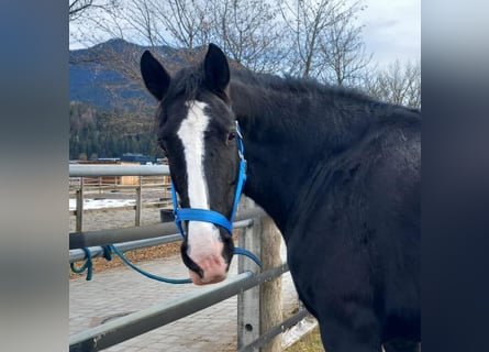 Shire Horse, Mare, 11 years, 18,2 hh, Bay-Dark