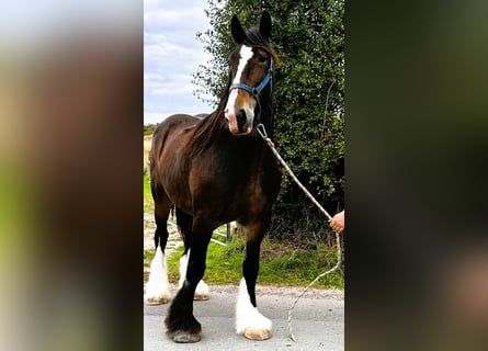 Shire Horse, Mare, 11 years