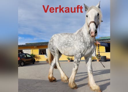 Shire Horse, Mare, 12 years, 18,1 hh, Grey