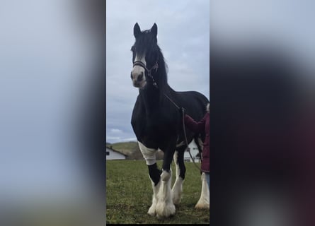 Shire Horse, Mare, 14 years, 17,2 hh, Black