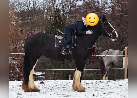 Shire Horse, Mare, 15 years, 17,1 hh, Bay-Dark