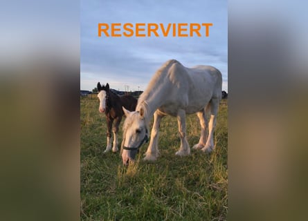 Shire Horse, Mare, 17 years, 16,1 hh, Grey