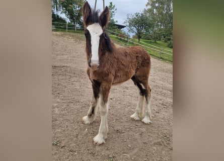 Shire Horse, Mare, 1 year, 17.2 hh, Brown