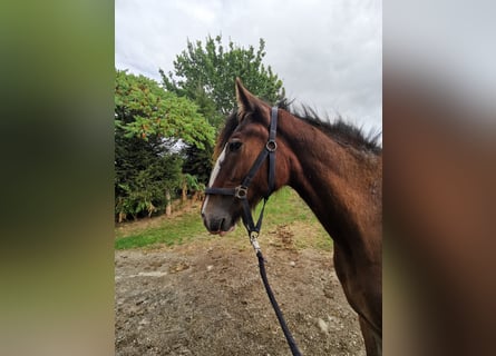 Shire Horse, Mare, 1 year, 18 hh, Brown