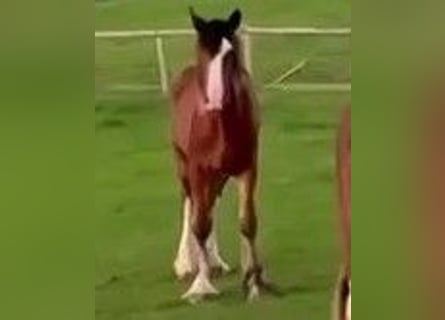 Shire Horse, Mare, 1 year