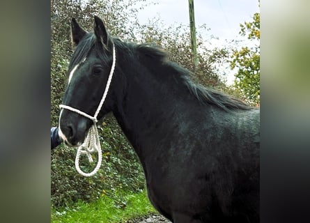 Shire Horse, Mare, 1 year