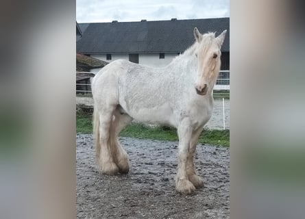 Shire Horse, Mare, 24 years, 17.2 hh, Grey