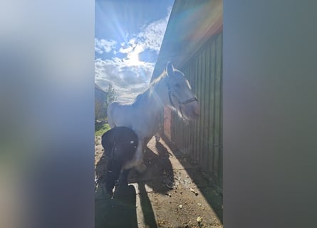 Shire Horse, Mare, 24 years, 17.2 hh, Grey