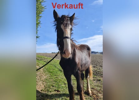 Shire Horse, Mare, 2 years, 16,2 hh, Bay-Dark