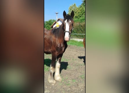 Shire Horse, Mare, 2 years, 17,2 hh, Brown