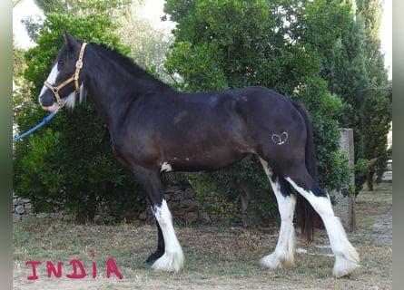 Shire Horse, Stute, 2 Jahre, 17 hh, Rappe