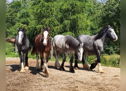 Shire Horse, Mare, 2 years, 18 hh, Gray