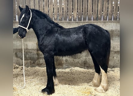 Shire Horse, Mare, 2 years