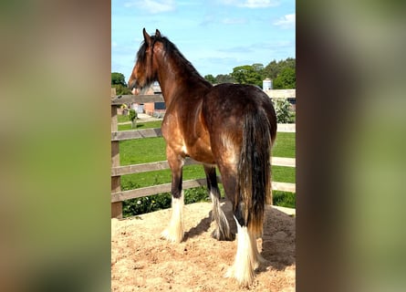 Shire Horse, Mare, 2 years