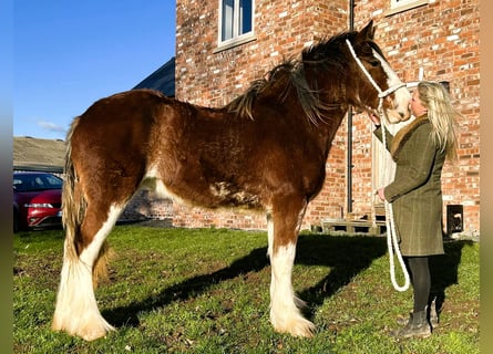 Shire Horse, Mare, 2 years