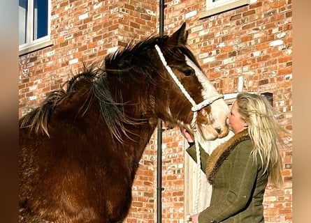 Shire Horse, Mare, 2 years