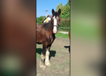Shire Horse, Mare, 3 years, 17.2 hh, Brown