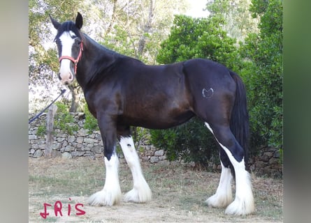 Shire Horse, Stute, 3 Jahre