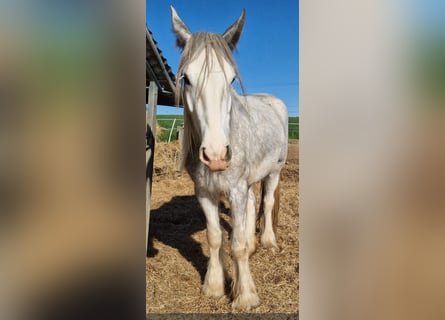 Shire Horse, Mare, 4 years, 16.2 hh, Grey