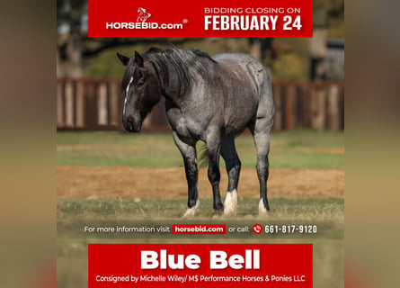 Shire Horse, Mare, 5 years, 15,3 hh, Roan-Blue