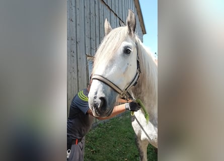 Shire Horse, Mare, 5 years, 16,2 hh, Gray-Dapple