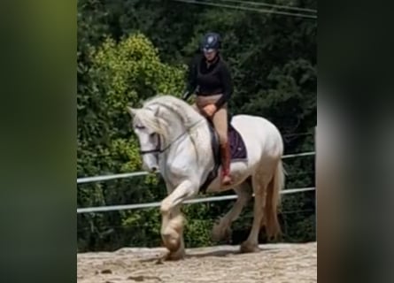 Shire Horse, Mare, 5 years, 16,3 hh, Gray