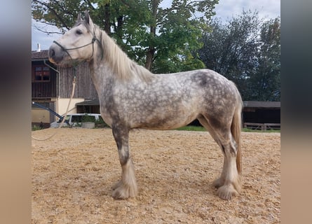 Shire Horse, Mare, 5 years, 17 hh, Gray